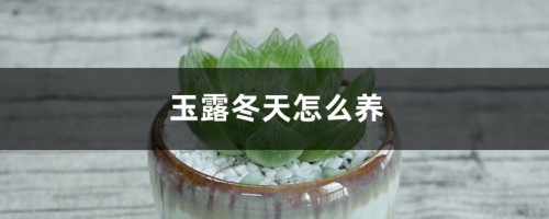 玉露冬天怎么养