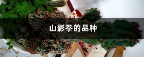 山影拳的品种