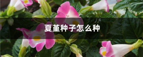 夏堇种子怎么种